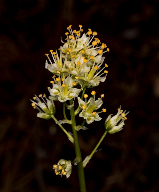 Toxicoscordion paniculatum 18-9360.jpg